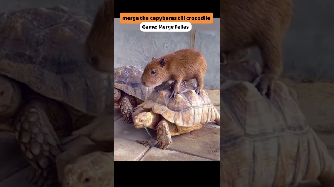 Nová hra Capybara Friends od tvůrců Capybara Rush
